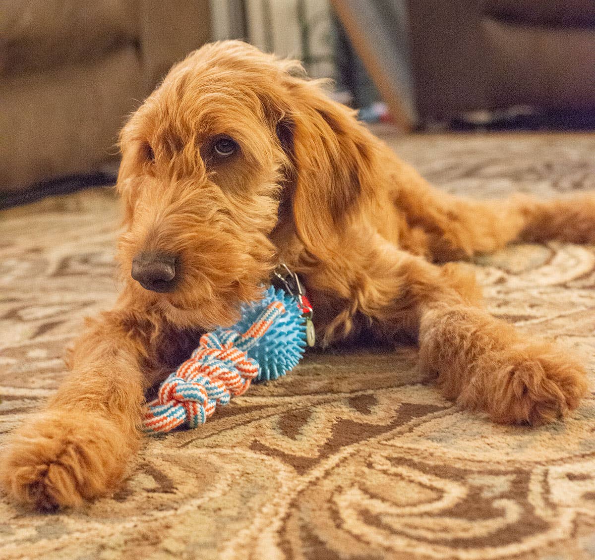 Knotted Tug Rope Dog Toy with TPR Spike Ball