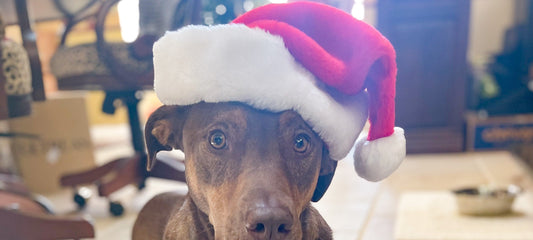 Wags & Wine: The Perfect Gift for Pet Lovers and Wine Enthusiasts This Holiday Season