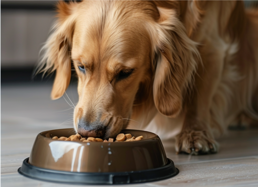 Unleashing the Truth About All Natural Dog Food