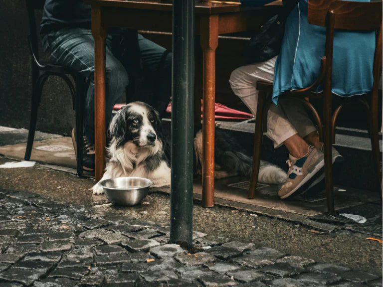 Dog sitting at an outdoor patio table at a Portland restaurant