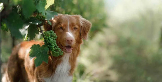 Best Dog Friendly Wineries In Florida