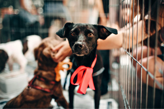 rescue dog