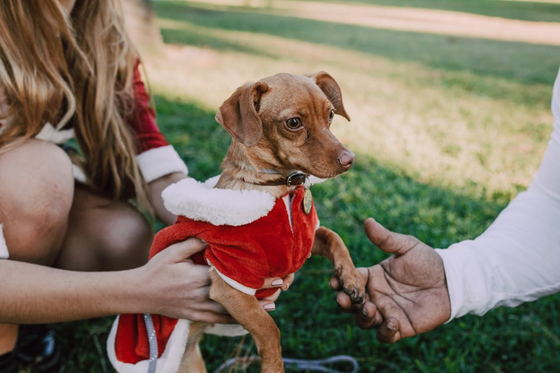 dog in santa outfit 