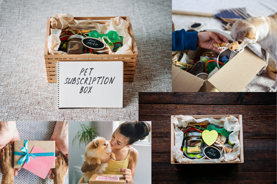 pet subscription box