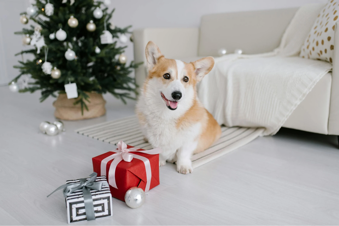 Top 10 Dog Gifts For Owners Of 2025