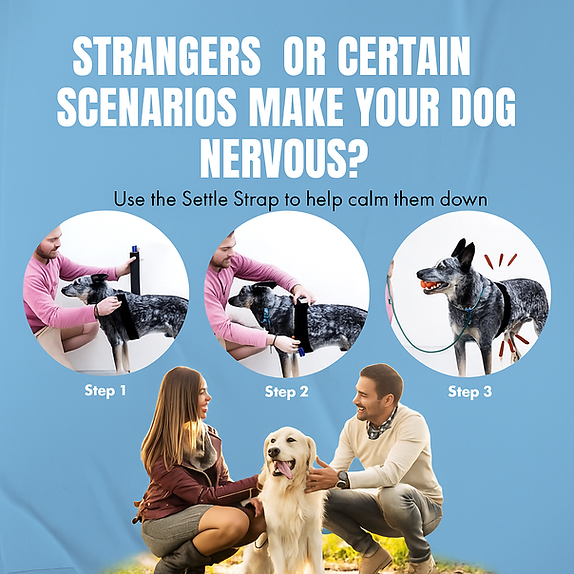 Calmr Dog Anxiety Settle Strap