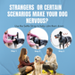 Calmr Dog Anxiety Settle Strap