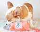 Happy Hour Crusherz Rosé Dog Toy 10"